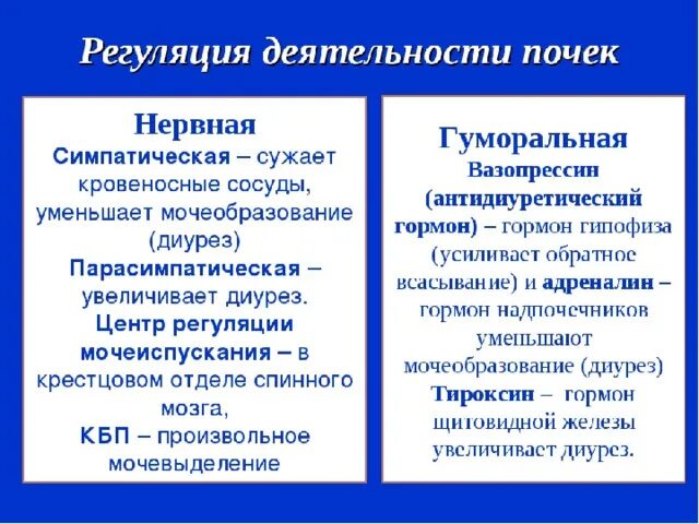 Как происходит регуляция работы почек гуморальным путем. Регуляция мочеобразовательной функции почек (нервная и гуморальная). Гуморальный механизм регуляции почек. Механизм нервной регуляции деятельности почек. Нейрогуморальная регуляция деятельности почек.