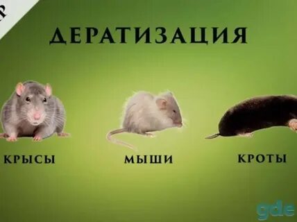 Чем отличается мышь от крысы