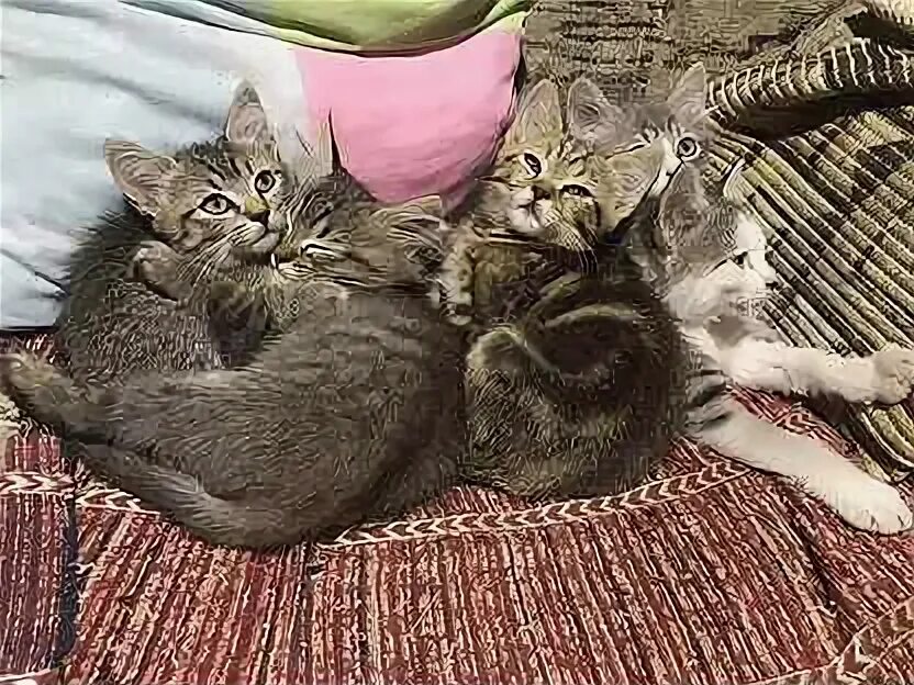 Котята в краснодаре. Котенок 1. Мимилашка. Авито краснодар котята в добрые руки. Чёрные котята в добрые руки новосибирск.
