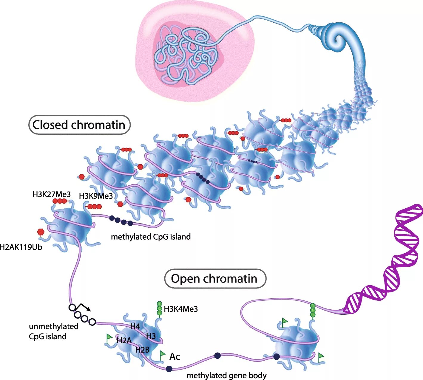 Связана с белками гистонами. Хроматин. Хроматин строение. Эухроматин и гетерохроматин. Структура хроматина.