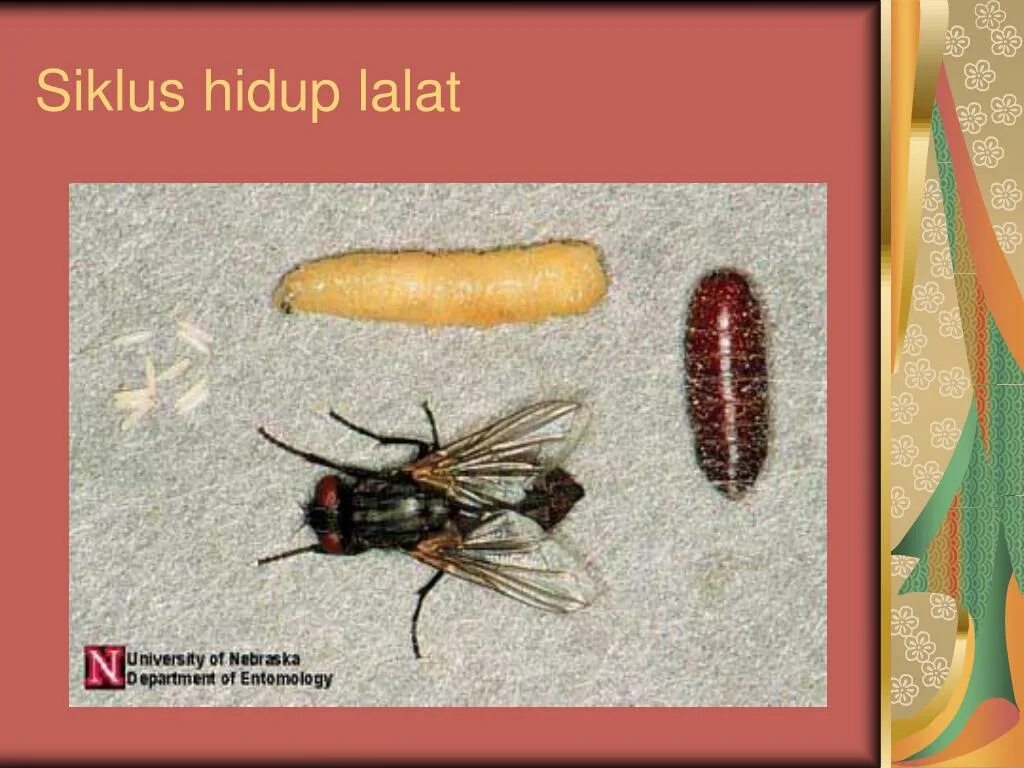 особенность развития мухи. личинка мухи название. личинки осовидной мухи. минирующая муха яйца. личинка мухи название.