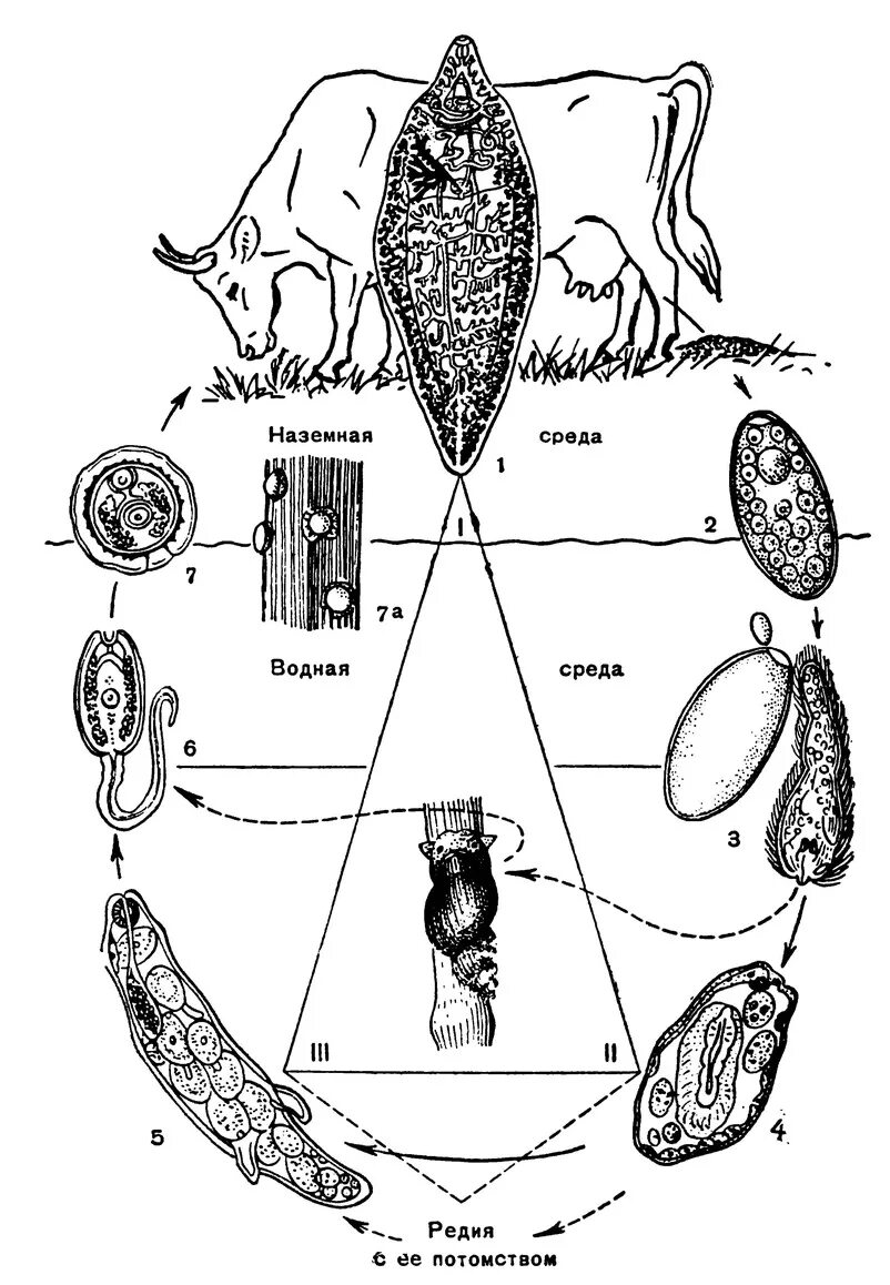 Цикл развития печеночного сосальщика. Цикл развития печеночного сосальщика схема 7. Схема жизненного цикла печеночного сосальщика. Цикл печеночного сосальщика биология. Цикл развития червей сосальщиков