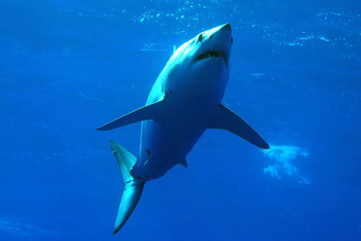 Акула мако опасна ли для человека. Акула мако. Рыба акула белая мако. Голубая акула. Семижаберная акула.