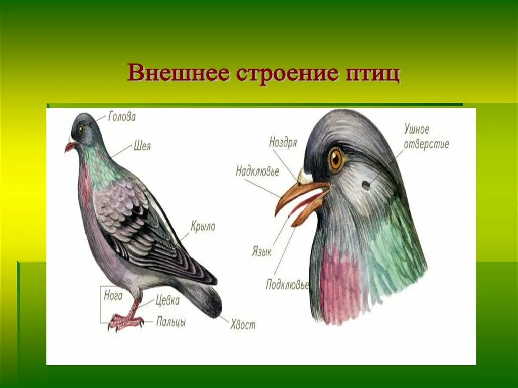 Внешнее строение птицы биология 8 класс. Внешнее строение птиц. Класс птицы строение. Класс птицы внешнее строение. Таблица внешнее строение птиц форма тела