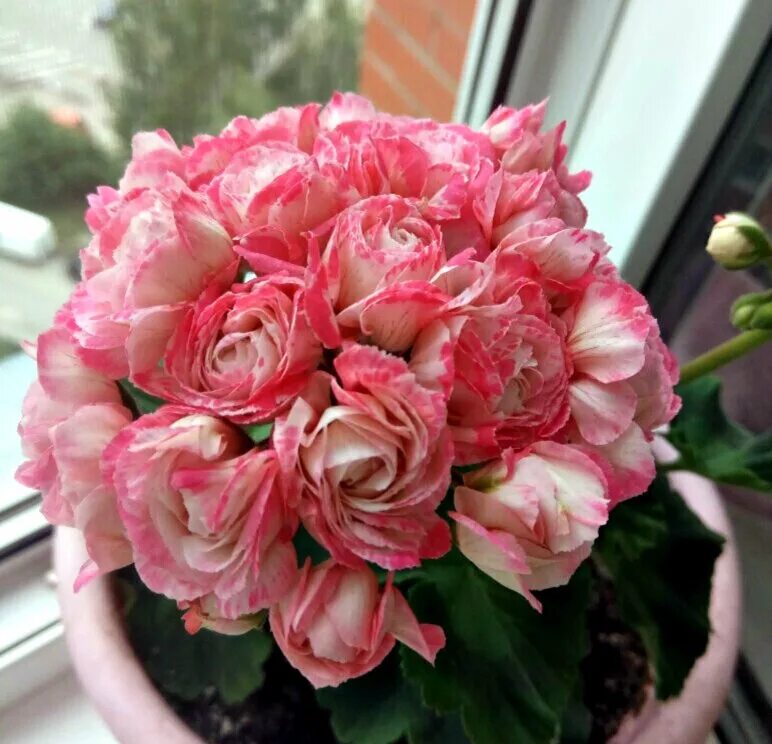 Пеларгония "кассия". Пеларгония норланд розовый. Пеларгония norrland. Пеларгония appleblossom. Pink pandora пеларгония.