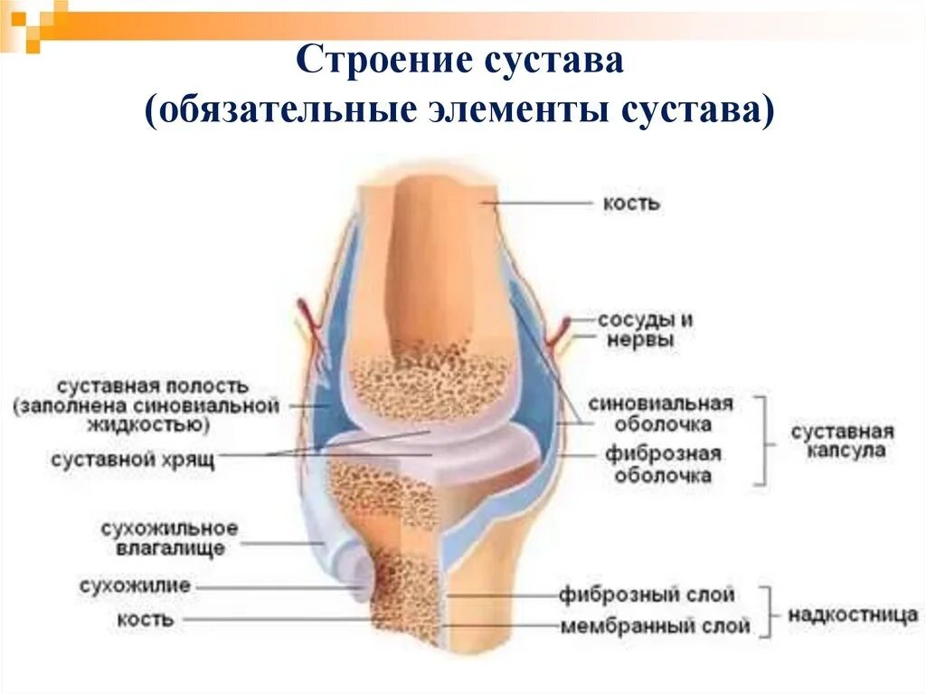 Какие структуры сустава. Строение сустава. Схема строения сустава. Общий план строения сустава. Строение сустава человека.