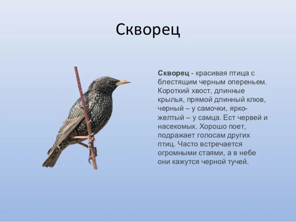 Описание птиц. Рассказ о птицах. Рассказ о перелетных птицах. Доклад про птиц.