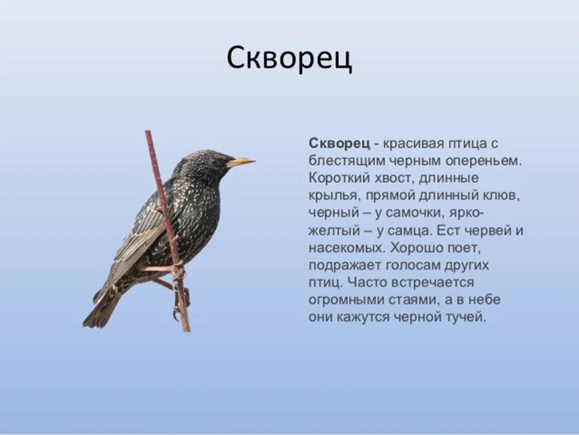 Рассказ о перелетных птицах. Описание птиц. Доклад про птиц. Произведения о перелетных птицах для дошкольников.