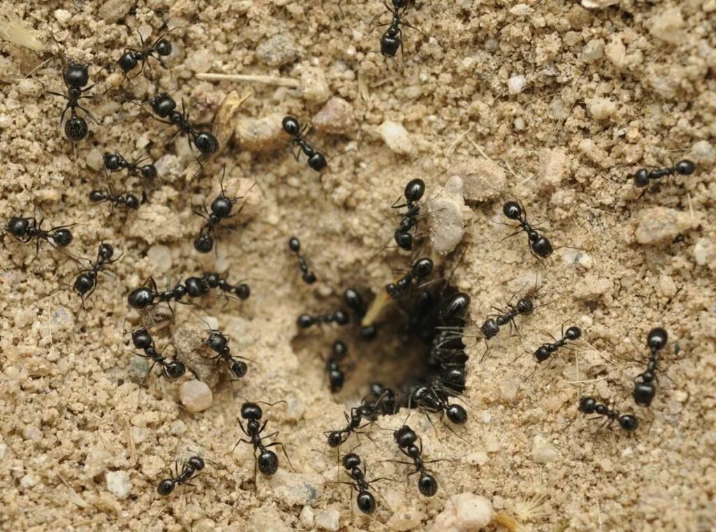Муравейник черного садового муравья. Муравейники черных садовых муравьев. Муравьи общественные насекомые. Общественные муравьи.