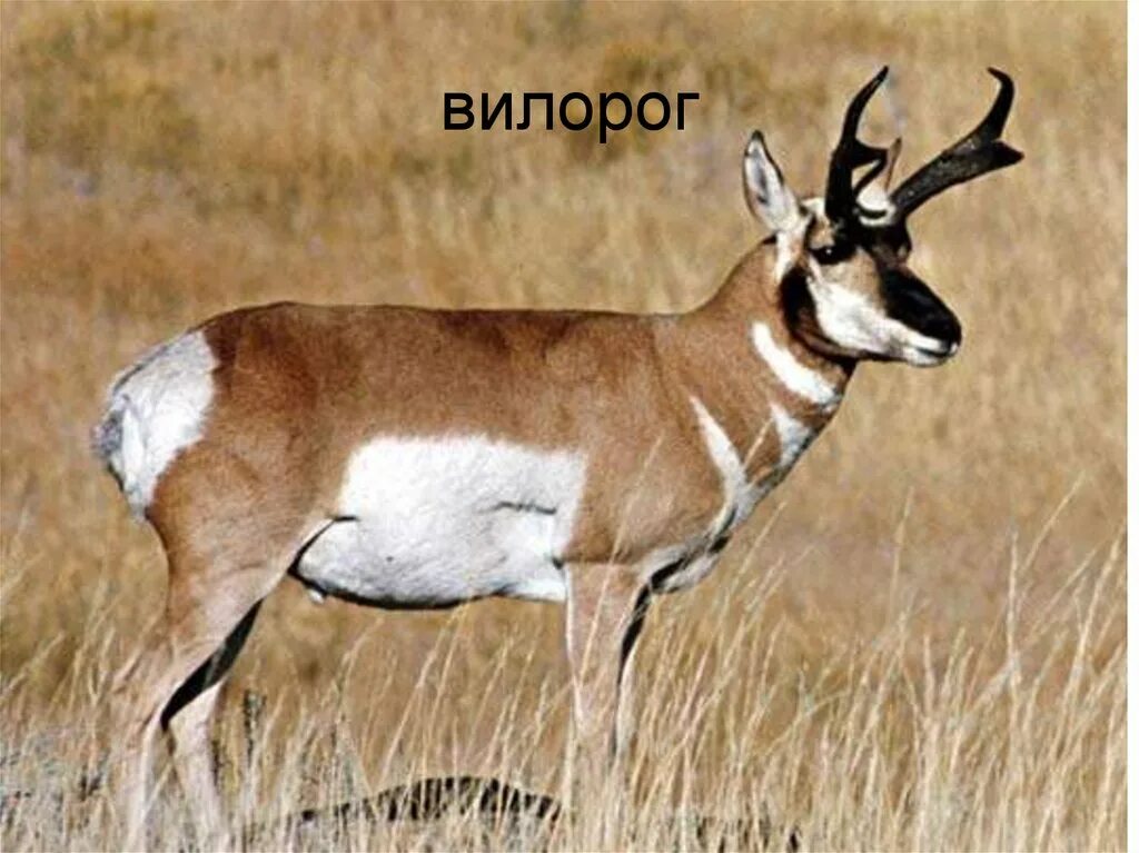 Антилопа америки 7 букв. Антилопа вилорог северная америка. калифорнийский вилорог. сайгак вилорог. антилопа оронго.