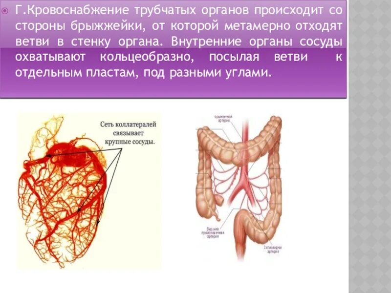 Трубчатые органы