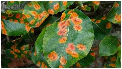 Plant disease