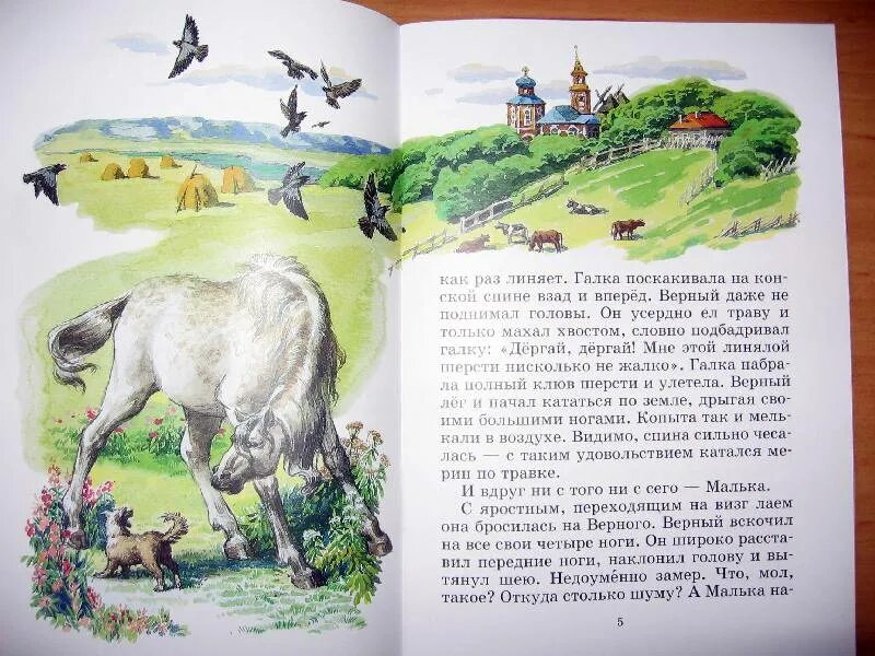 Рассказ верный и малька. План к рассказу белолобый. Рассказ верный и малька. Рассказ про мальку. Рассказ верный и малька.