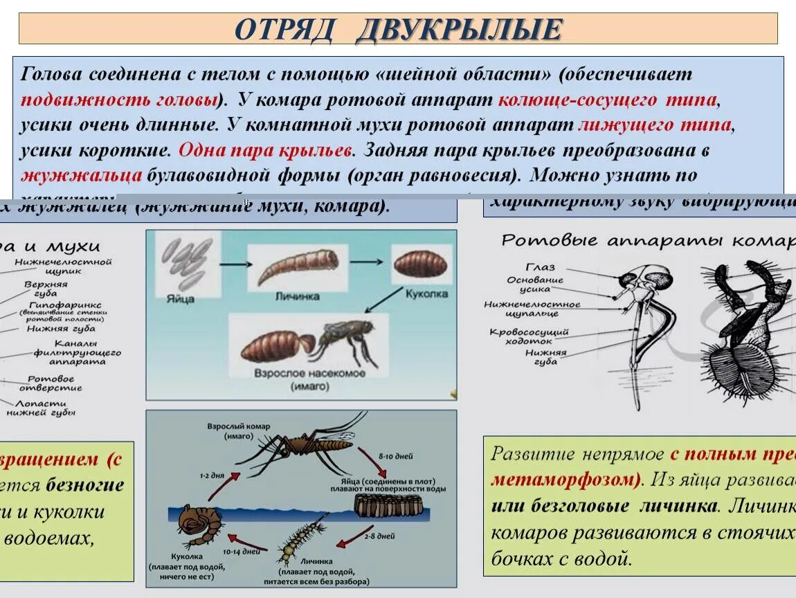 Комар какой отряд. Комар какой отряд