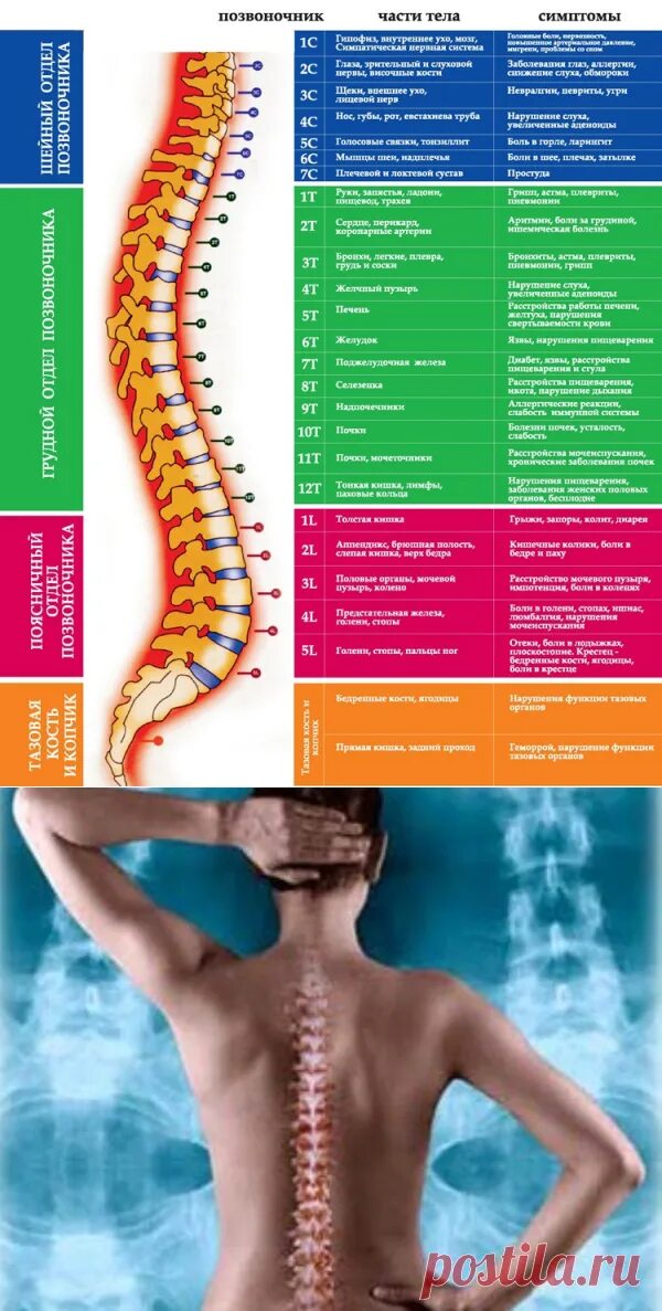 Позвоночник по отделам с номерами. Позвоночник. Боль в позвоночнике. Позвонки по номерам. Отделы позвоночника.