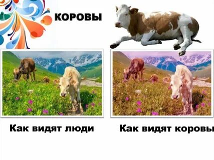 Корова видит цвета