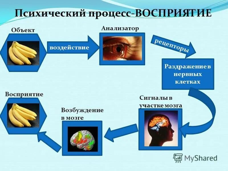 Физиологический процесс восприятия. Восприятие как познавательный психический процесс. Процессы восприятия в психологии. Схема восприятия информации. Изменение восприятия происходящего