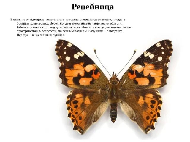 Репейница - картинки и фото poknok.art