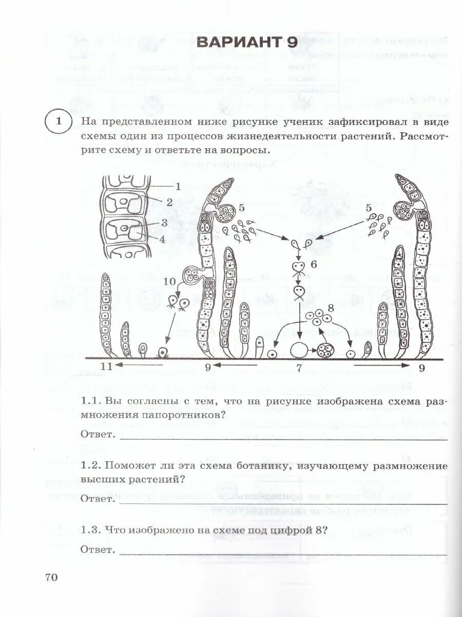 Впр по биологии 6 класс