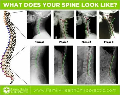 Your spine