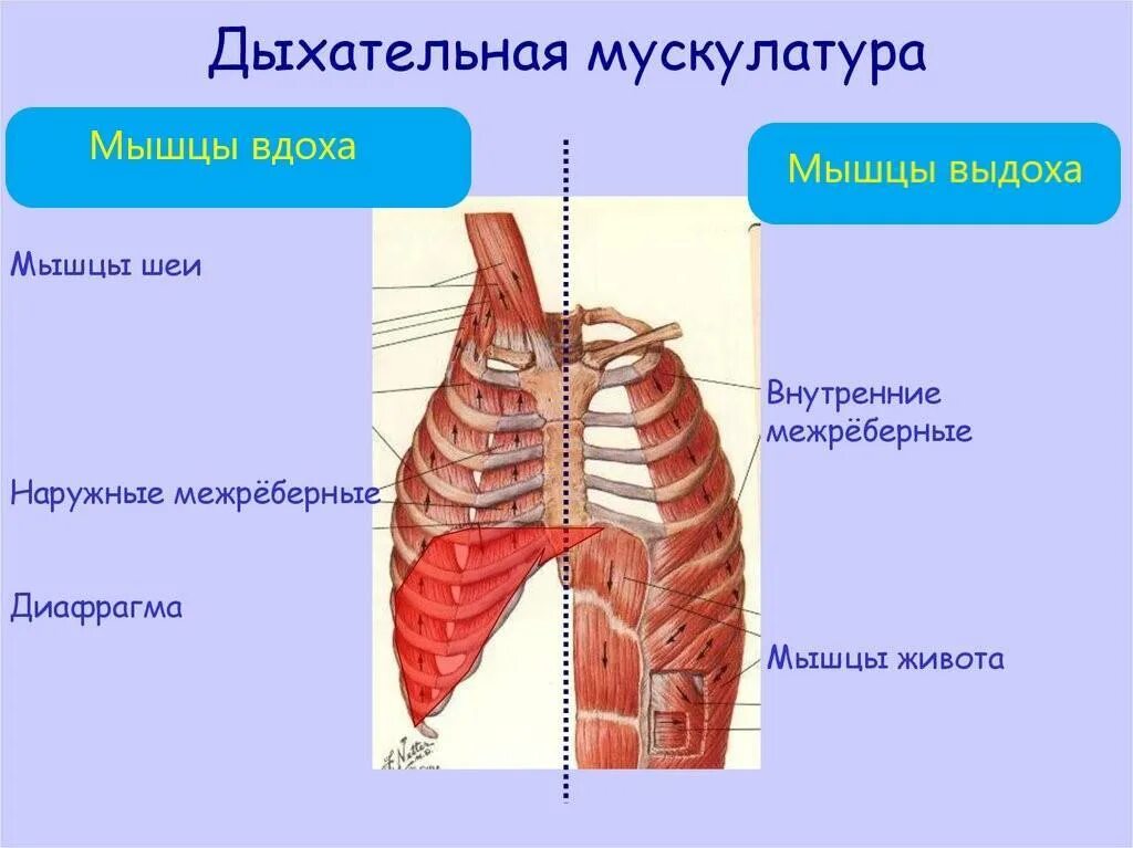 Межреберная мышца грудной клетки. Межреберные мышцы и диафрагма. Наружные межреберные мышцы. Внутренние межреберные мышцы.