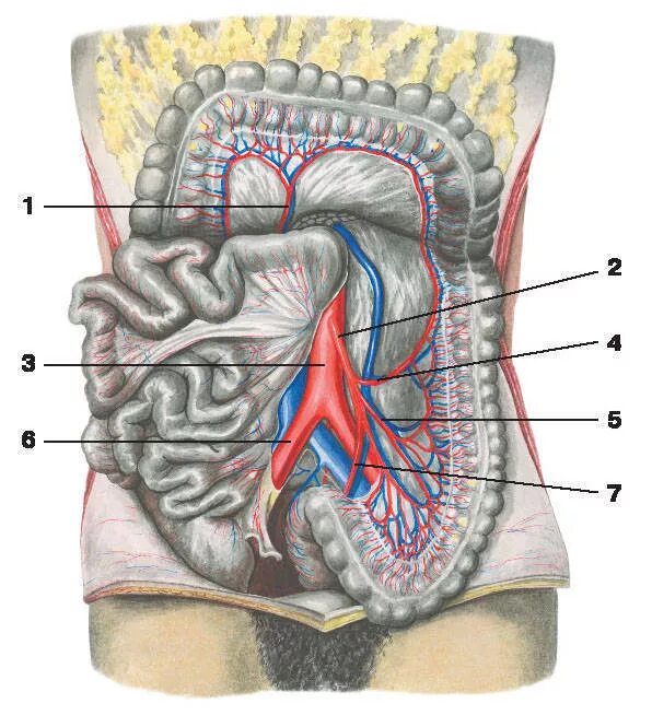 Верхняя брыжеечная артерия анатомия. Мезентериальные вены анатомия. Нижняя брыжеечная артерия анатомия. Брыжеечные артерии анатомия. Артерии органов брюшной полости
