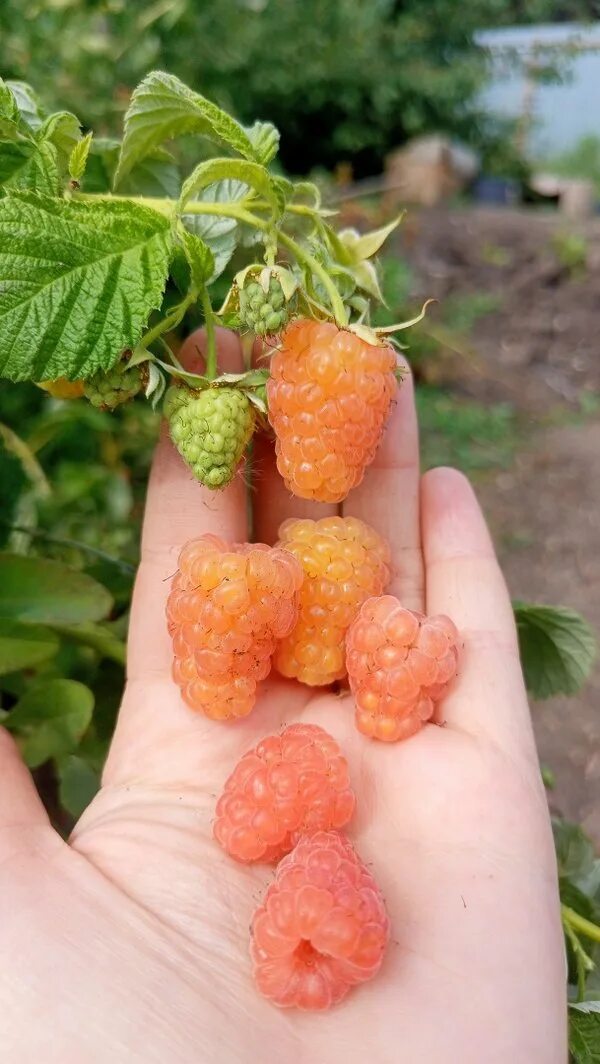 Питомник голубевых. Абрикос триумф саженцы. Малина сорт похвалинка. Питомник голубевых. Питомник голубевых.