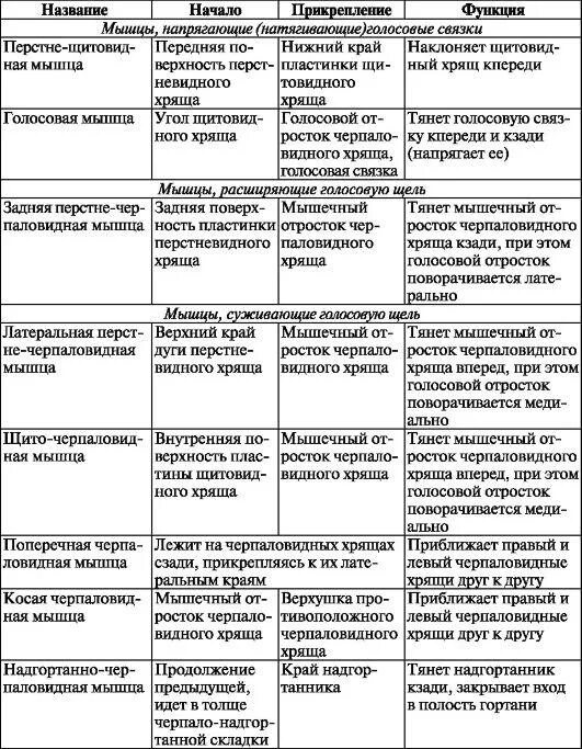 Начало прикрепление функции мышц. Мышцы гортани таблица. Мышцы гортани анатомия таблица. Мышцы гортани функции таблица. Мышцы гортани начало прикрепление функция.