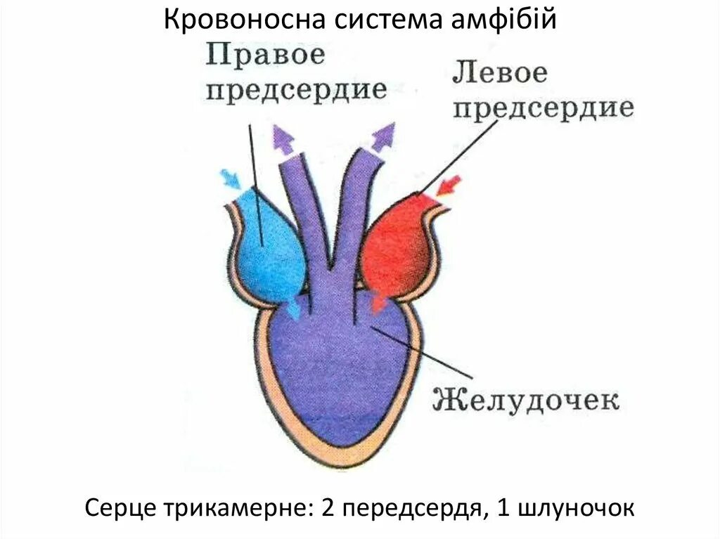 Схема строения сердца земноводного. Схема строения сердца земноводных. Схема строения сердца лягушки рисунок. Зарисуйте схему строения сердца лягушки.