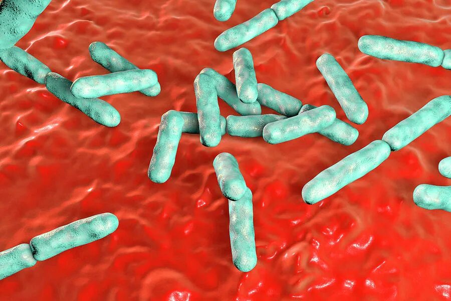 Рубцовые бактерии. Бифидобактерии бифидум микроорганизмы. Бифидобактерии анаэробы. Дисбактериоз бактероиды. Bifidobacterium bifidum 1.