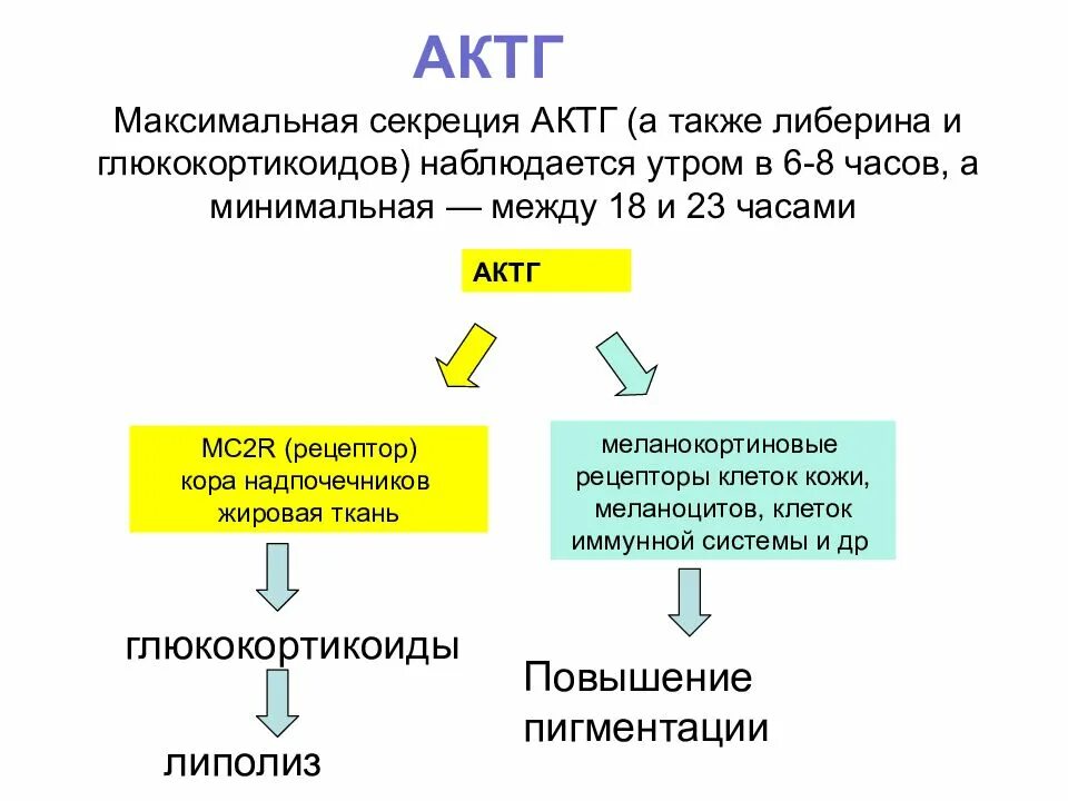 АКТГ функции гормона. Адренокортикотропный гормон (АКТГ) секретируется. Секреция АКТГ. Адренокортикотропный гормон синтезируется в.