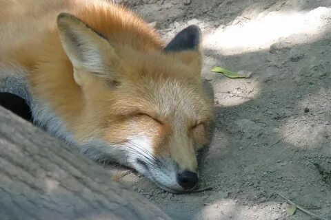 Fox only