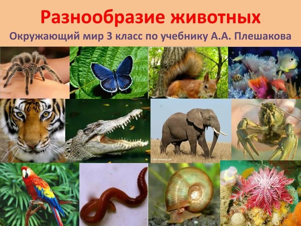 Разнообразие животных. Разнообразие животных 3 класс. Удивительный мир животных.