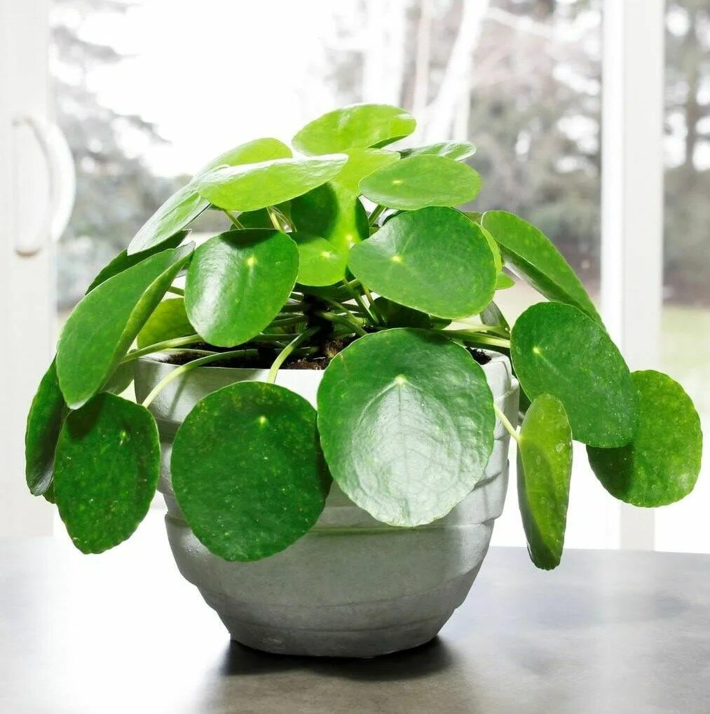 Комнатное плант. Пилея пеперомиевидная. Пеперомия пилея. Pilea peperomioides пилея пеперомиевидная. Пиления пиперониевидная.