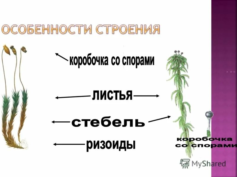 Органы зеленого мха