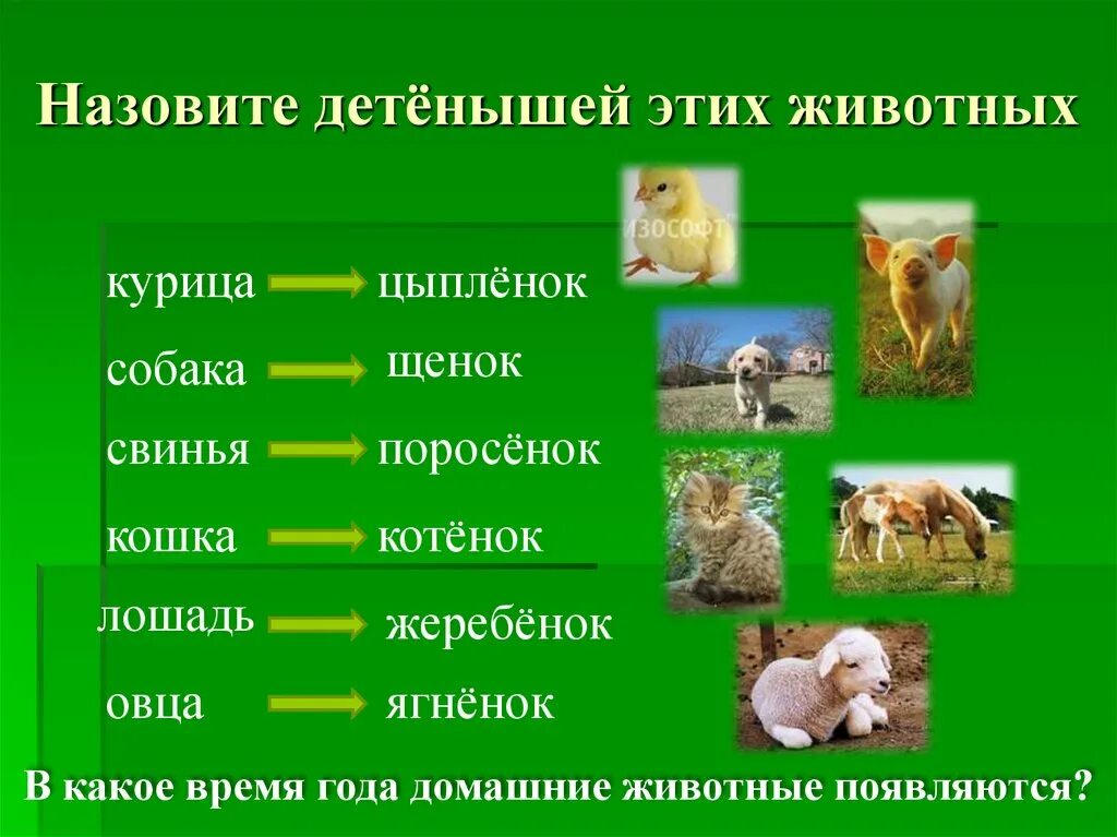 Как зовут детеныша кошки уровень