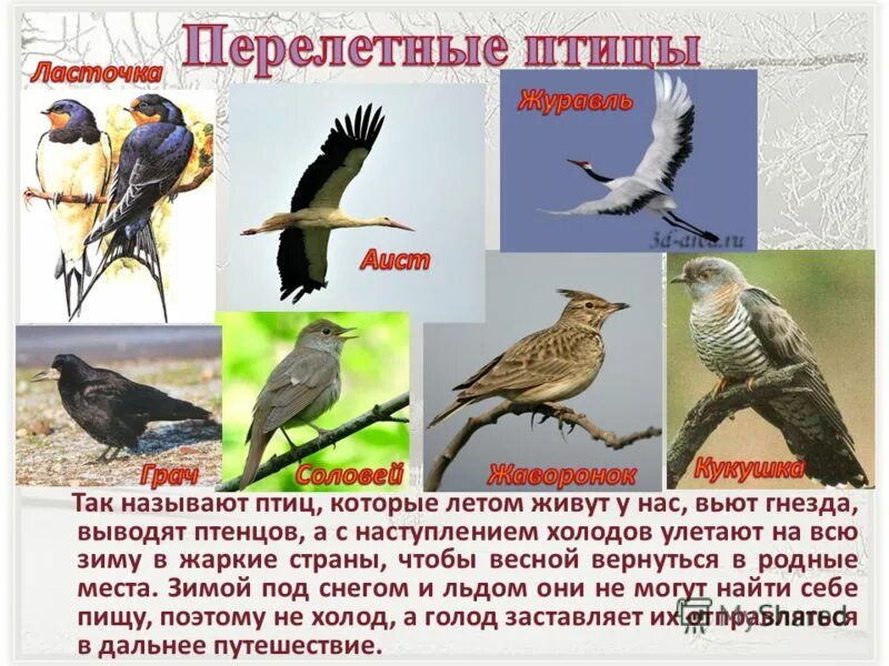 Щегол, зяблики,зеленушки. Как называется птица. Как можно назвать птицу. Как можно назвать птицу. Перелётные птицы россии для дошкольников.
