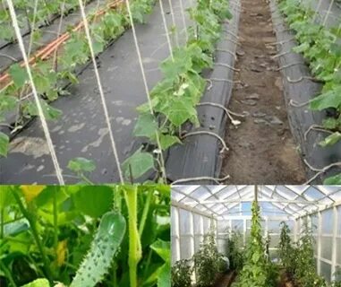 Зимнее выращивание огурцов в теплице