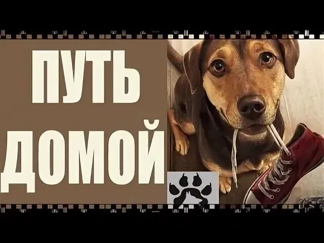 Путь домой коты