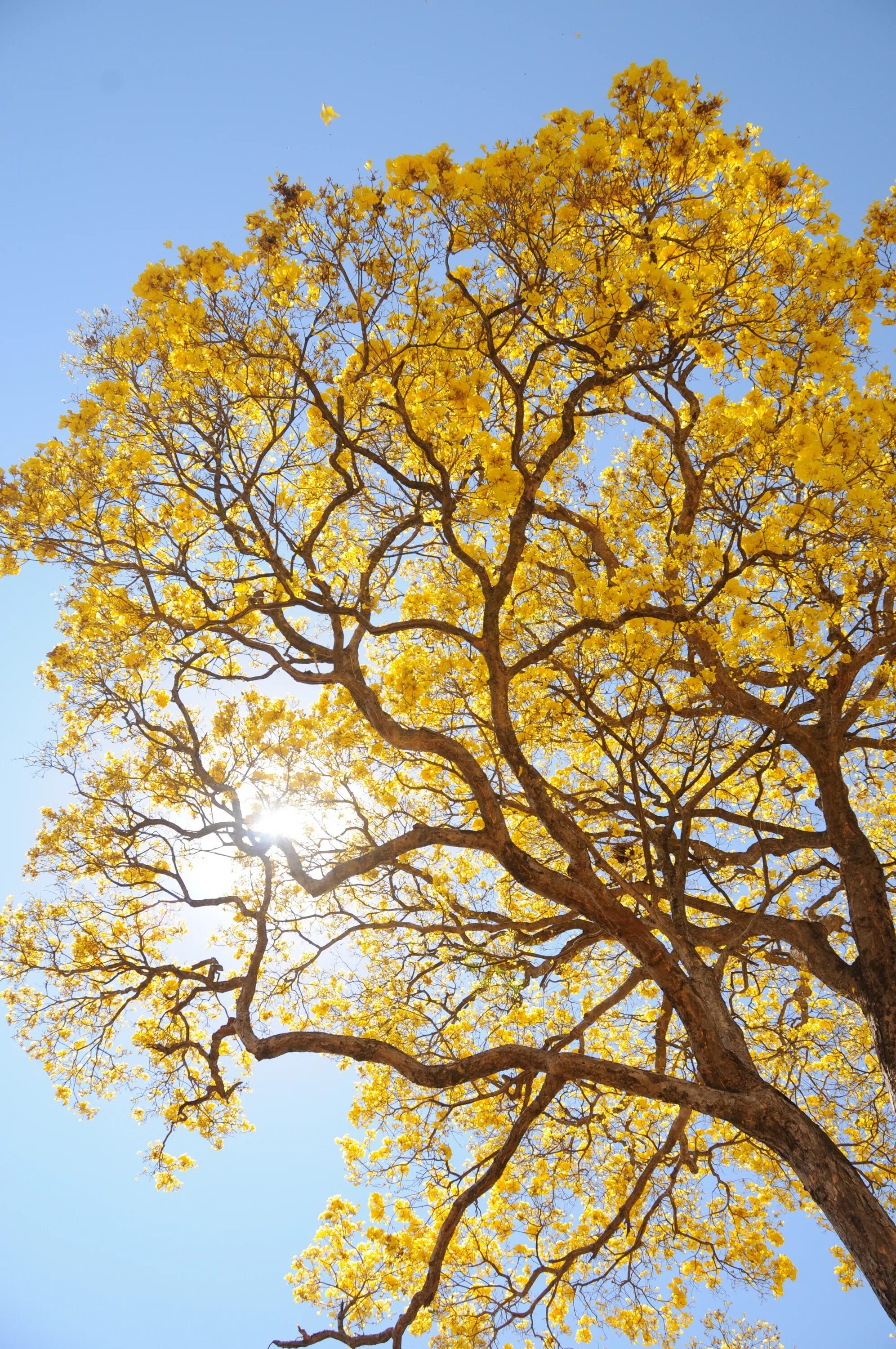 Yellow tree