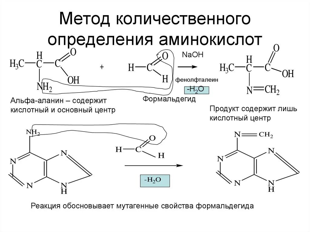 Основный центр. Аланин с формальдегидом реакция. Методы качественного и количественного определения аминокислот. Реакция для количественного определения аминокислот. Качественные и количественные методы определения α-аминокислот..