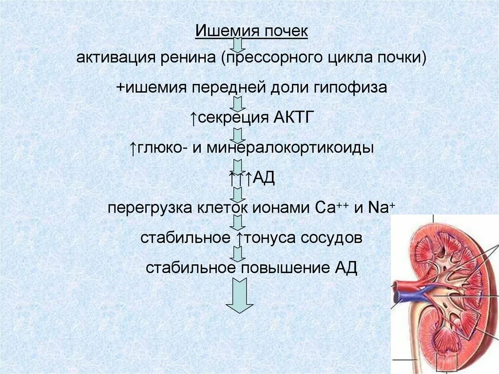 Ишемия коркового слоя почки. Нарушения кровоснабжения почек. Ишемическое повреждение почек. Ишемическая болезнь почек.