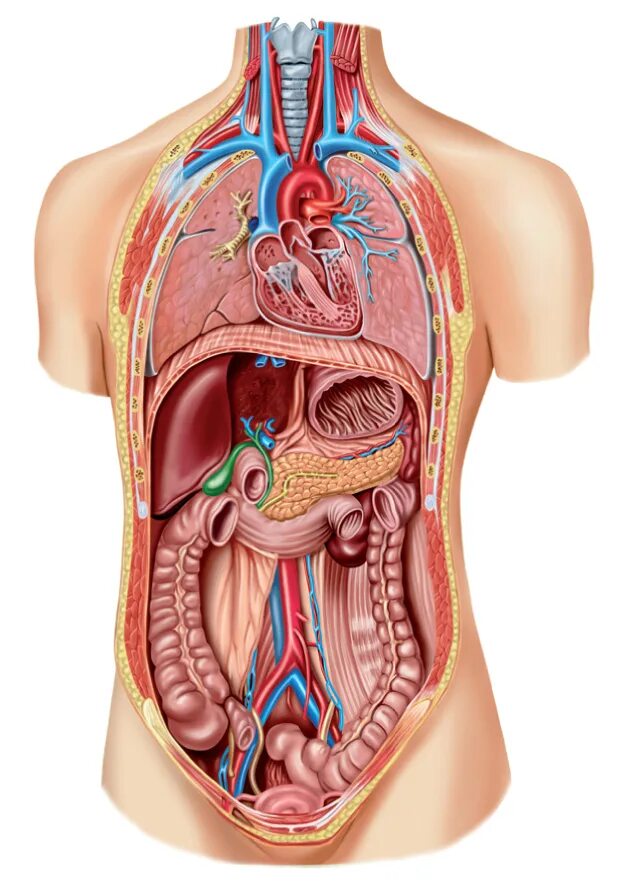 Анатомия человека органы. Анатомия мужчины. Внутренние органы мужчины. Тело женщины анатомия.