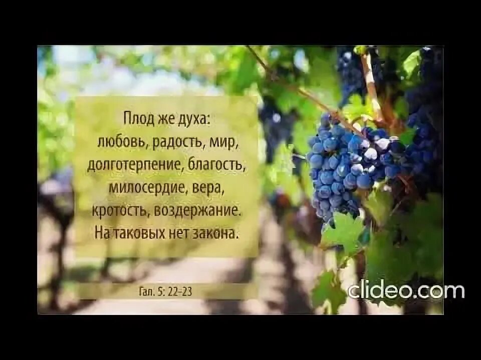 Пожелание на др из библии. Плод духа долготерпение. Цитаты из библии зима. Плод же духа любовь радость мир долготерпение. Плод духовный есть любовь радость мир.