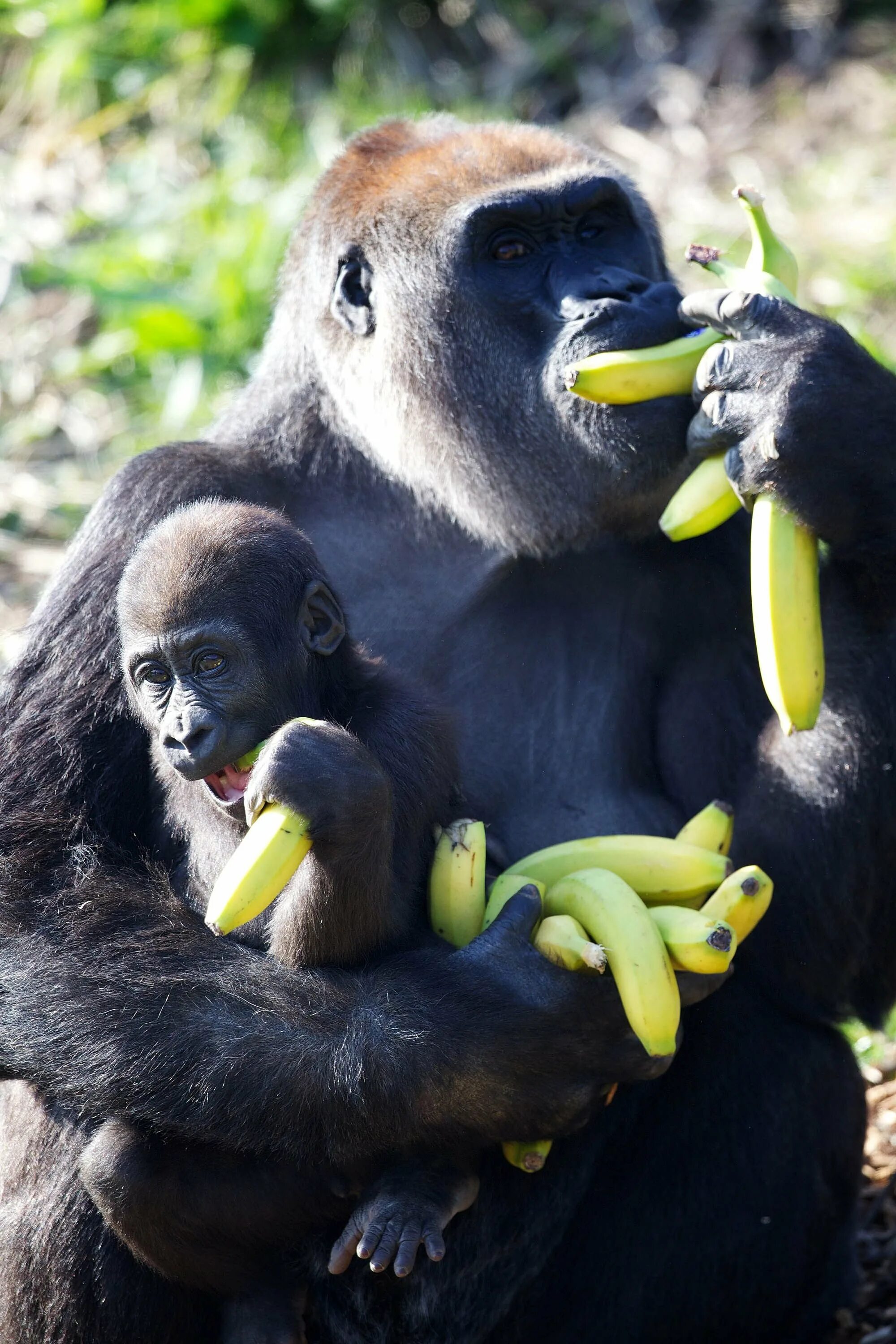 Про обезьян и бананы. Горилла с бананом. Обезьяна с едой. Обезьяна ест. Обезьяна ест банан.