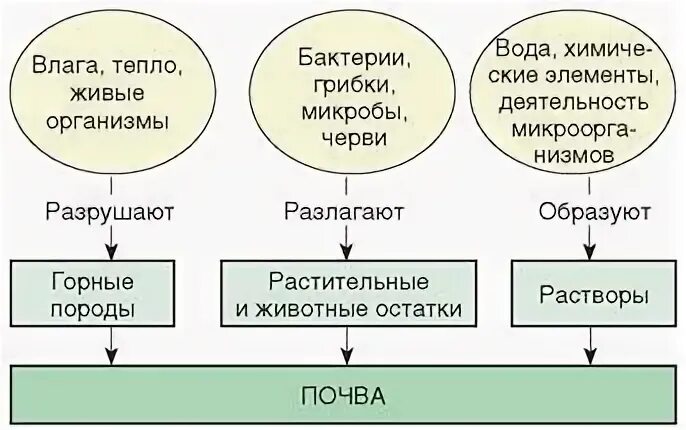 Схема структуры почвы. Схема структуры почвы