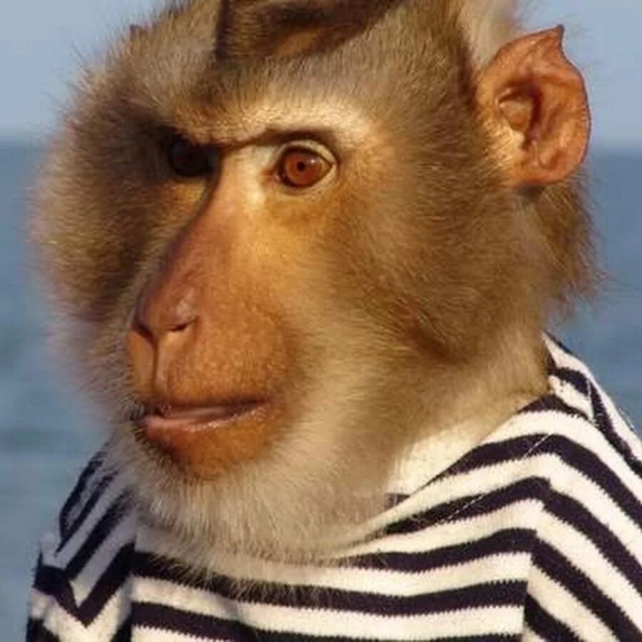 Monkey Relaxing on the Rock of Gibraltar