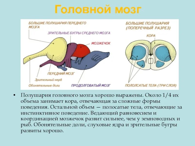 Передний мозг рептилий. Головной мозг амфибий. Большие полушария переднего мозга у пресмыкающихся. Продолговатый мозг пресмыкающихся.