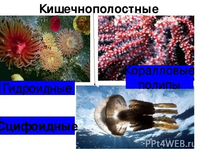 Коралловый полип симметрия тела. Сравнительная таблица кишечнополостных. Симметрия коралловых полипов. Терновый венец иглокожие. Коралловый полип симметрия тела.
