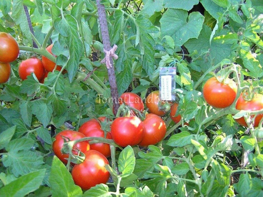 Томат Сибирский скороспелый РС1 - семена с доставкой Agrohim.by